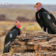 Illustration for article titled Vednesday Vulture - Gymnogyps californianus Edition